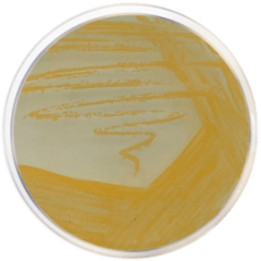 STAPHYLOCOCCUS AGAR Nº 110 500 grams/bottle