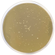 M.R.S. AGAR Low pH 500 grams/bottle