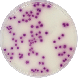 SALMONELLA CHROMOGENIC AGAR 500 grams/bottle