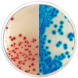 KPC CHROMOGENIC AGAR 500 grams/bottle